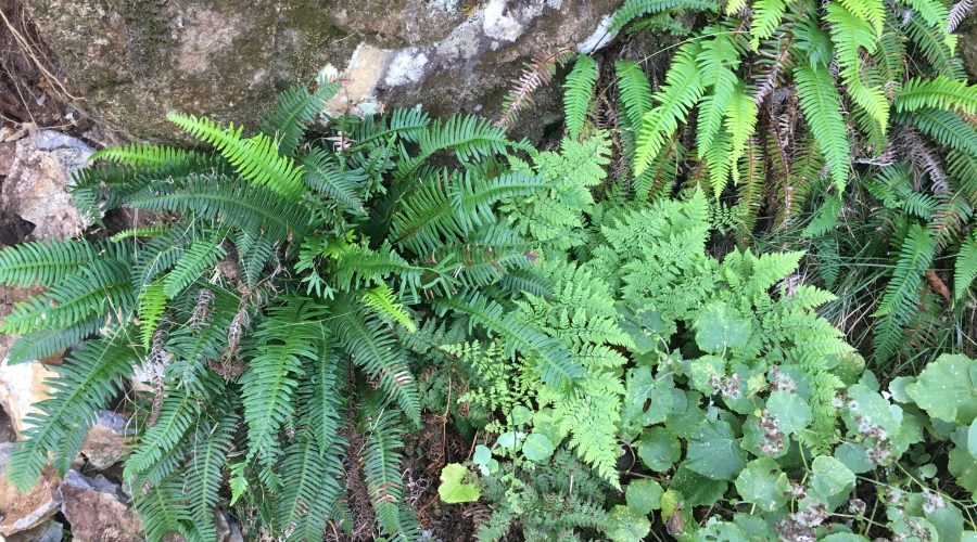 Different types of fern
