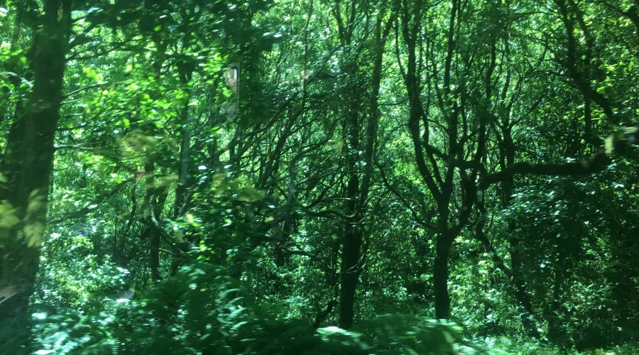 Laurisilva forest